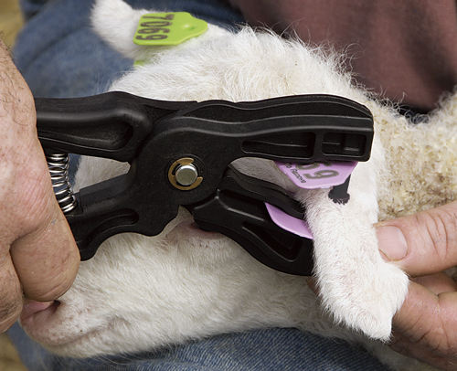 UHF RFID Long Range Farm Animal Management Animal Identification Tag Cattle Pig Cow Goat TPU Round Ear Tag RFID Eartag