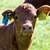 Wholesale price aluminium alloy animal ear tag pliers / pig ear tag / sheep ear tag pliers